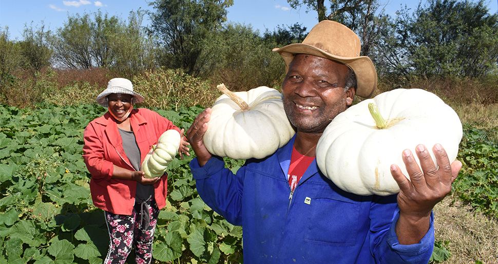 PUMPKIN5-income-generation-–-South-Africa